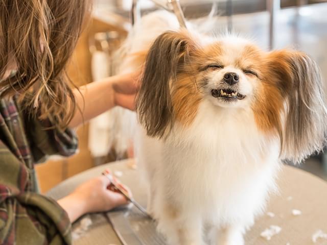 トリミング中の犬