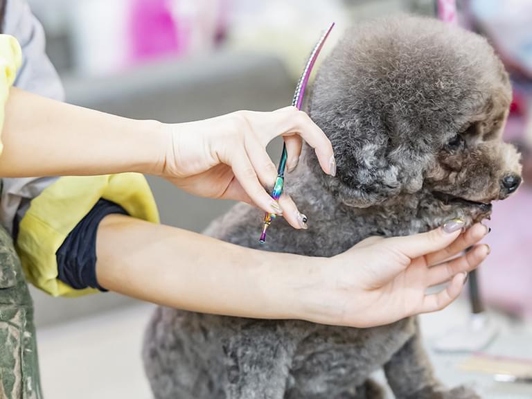 トリミング中の犬